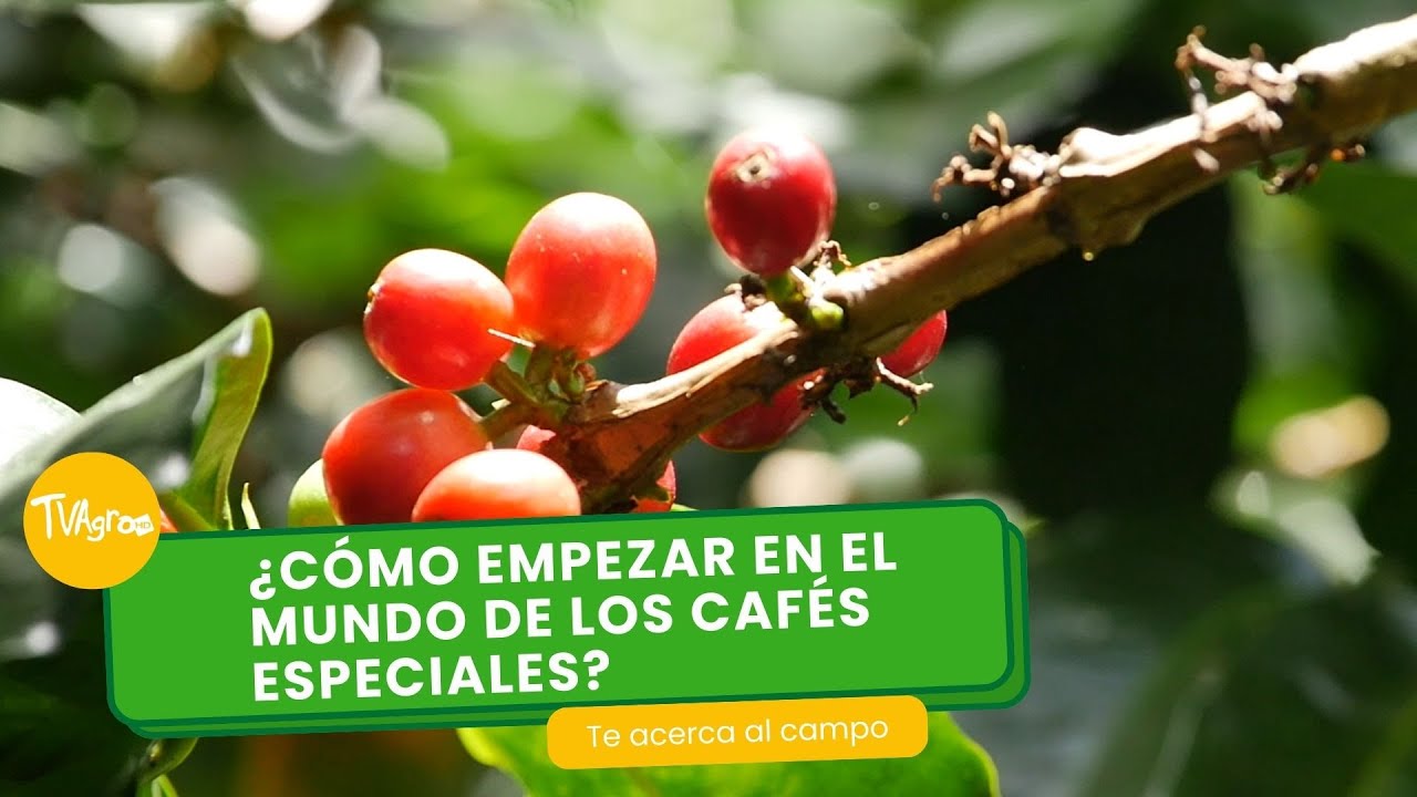 ¿Cómo empezar en el mundo de los cafés especiales? - TvAgro por Juan Gonzalo Angel Restrepo