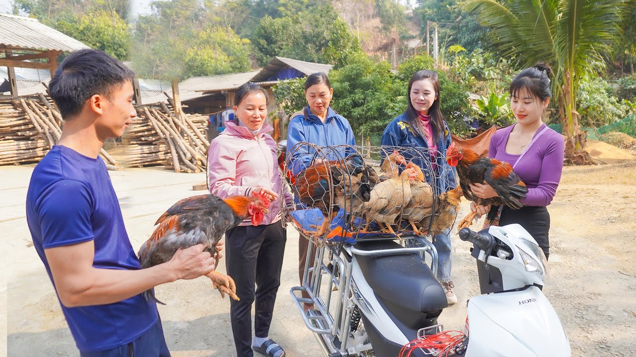 Harvest Manhy Chickens From The Farm and Sell Them At The Market. My Bushcraft / Nhất