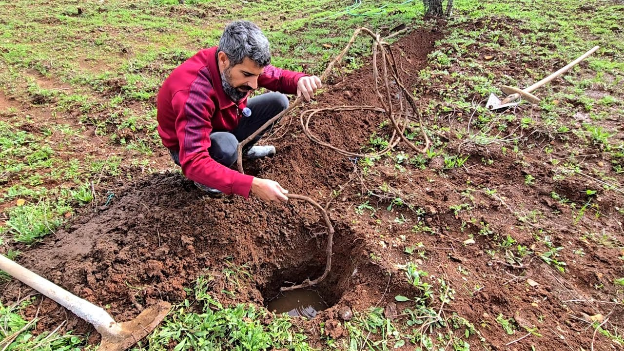عريشة العنب هاي زرعتها من شهر ونص خلينا نشوف كيف صارت وايضا اليوم بدنا نزرع رمان فرنسي ودركن فروت