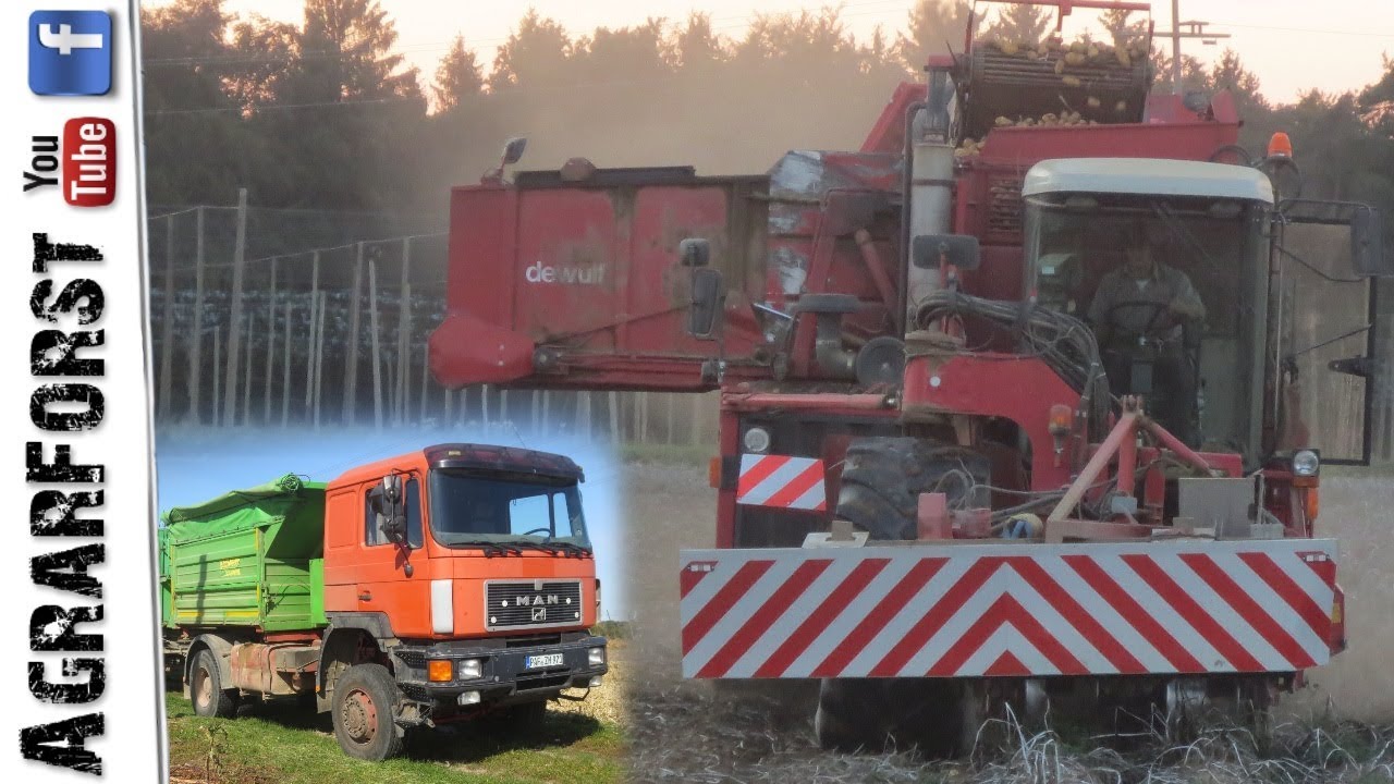 Kartoffelernte XXL || DeWulf Selbstfahrer - MAN AGRAR LKW - MB TRAC 1300