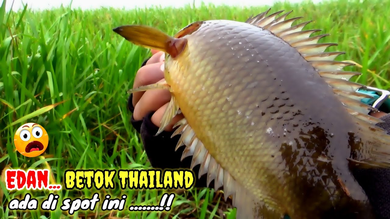 Gila ‼️ ternyata betok Thailand juga ada di Sepot ini #mancingliar #mancingmania 