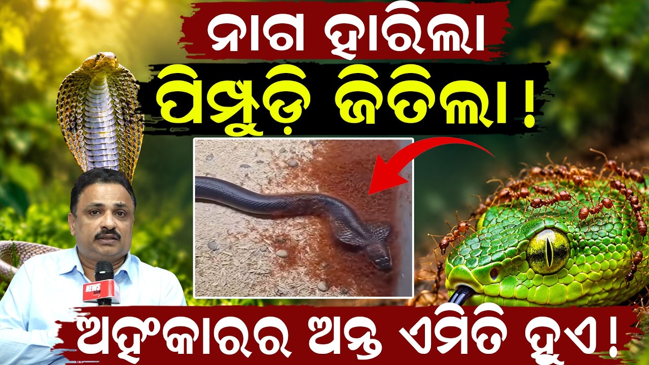 ନାଗ ହାରିଲା, ପିମ୍ପୁଡ଼ି ଜିତିଲା ! Cobra vs 10,000 Ants | Cobra vs Ant Army viral video | ODIA NEWS