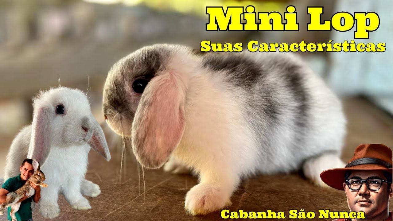 Mini Lop e suas características