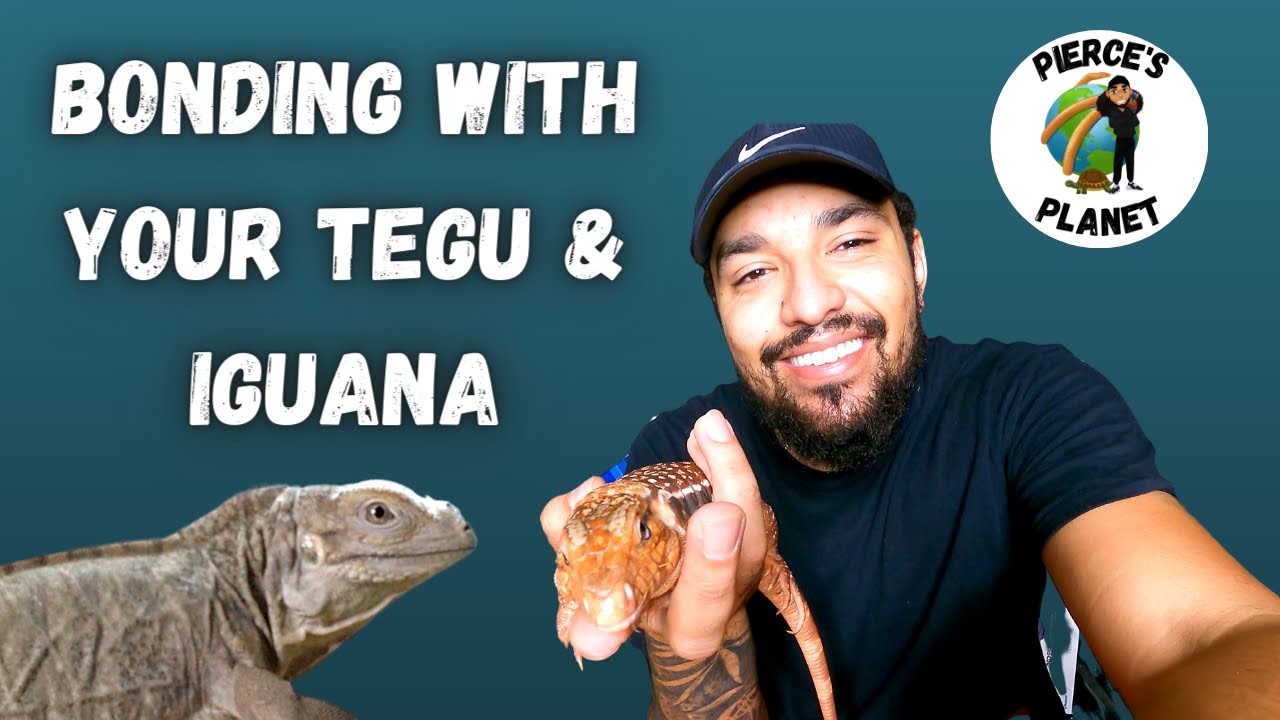 How To Bond With Your Tegu + An Update On Taming My Rhino Iguana!!!