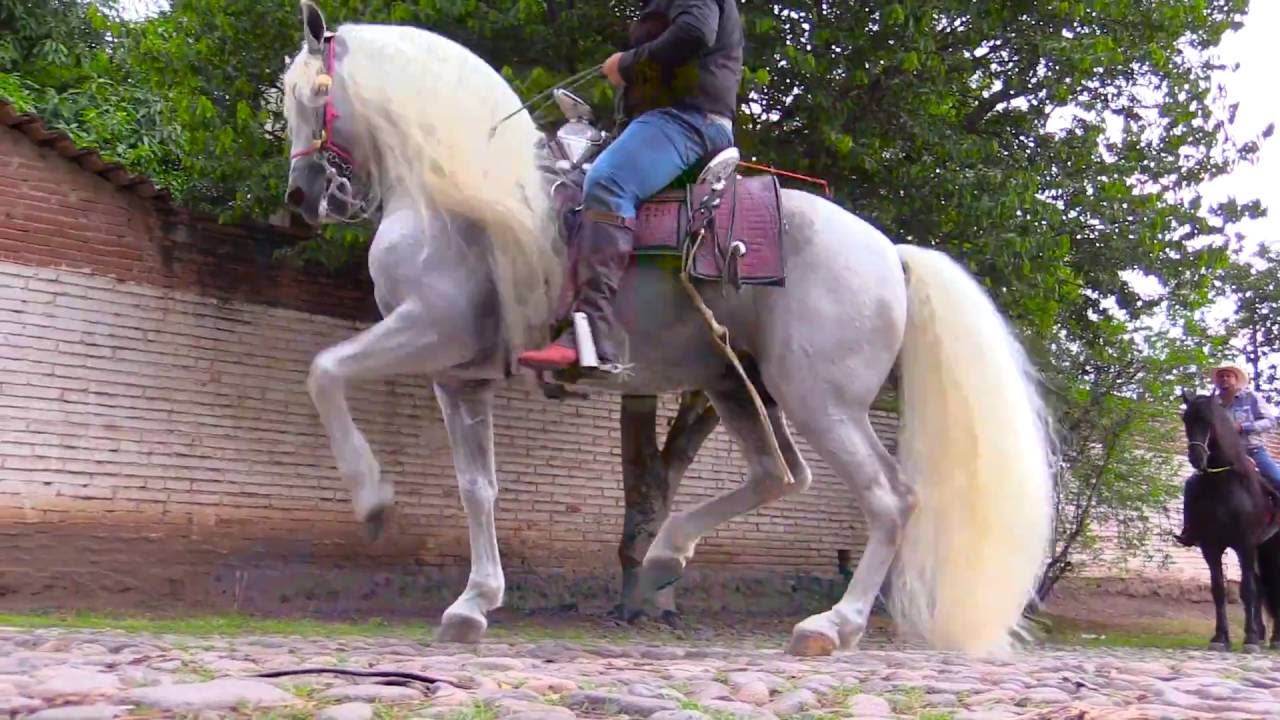 ALGUNOS CABALLOS DE RANCHO EL AGUAJE