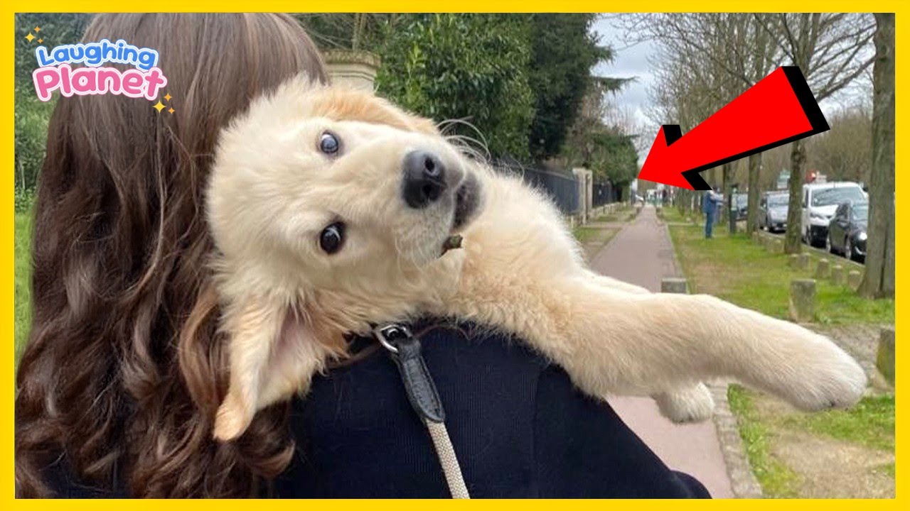 🐶🤣Безумно смешные собаки, которые заставят вас смеяться без остановки