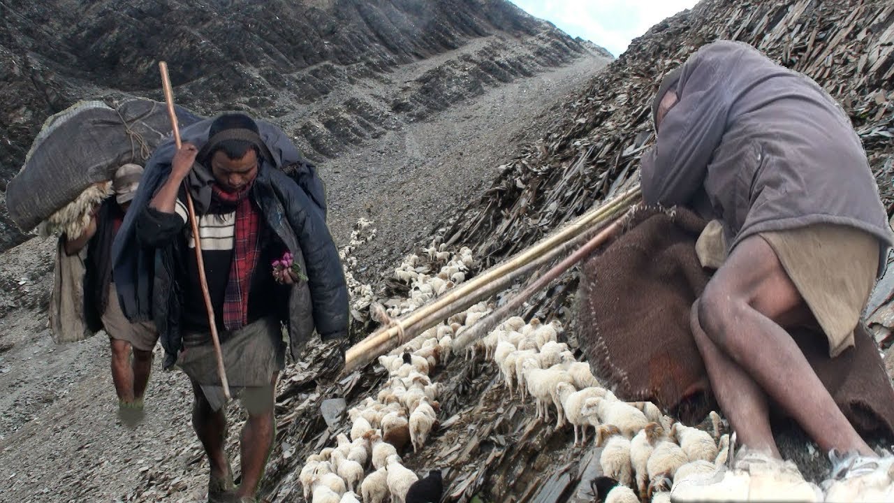 himalayan sheep farm crossing the giant mountain || Nepal || lajimbudha ||