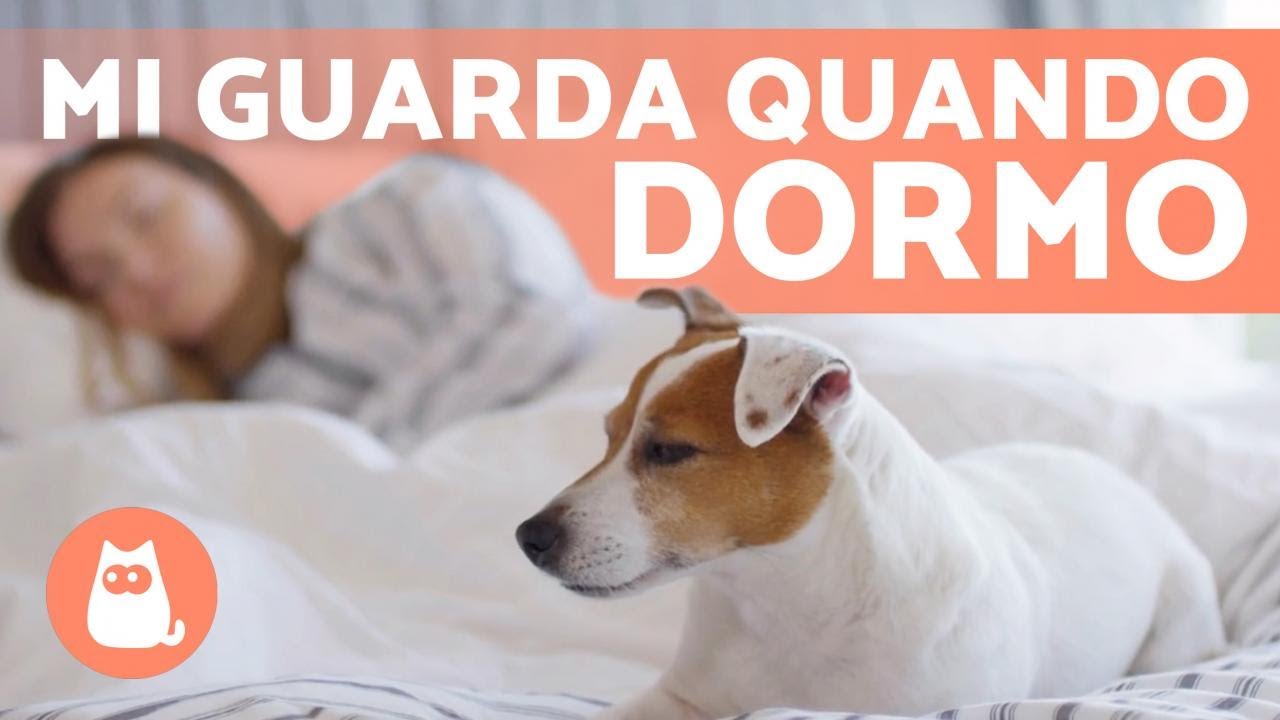Perché il CANE mi guarda quando DORMO? 🛌💤🐕