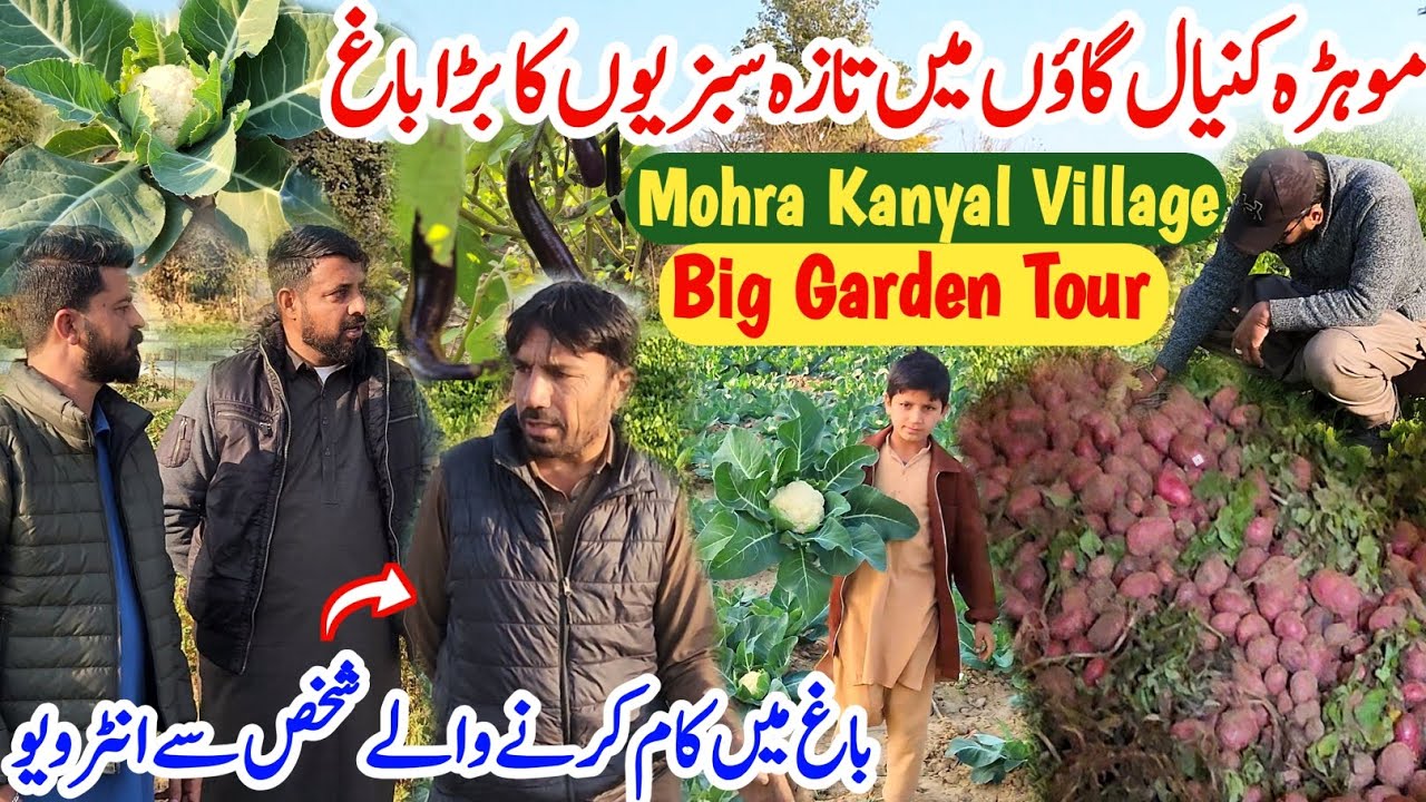 Garden Tour In Mohra Kanyal Village Dadyal🌲🪴||Interview Of Man Working In Garden📹||#kashmirivloggers