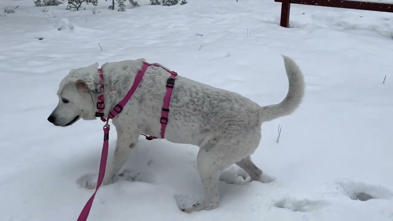 Oh boy! Snow!