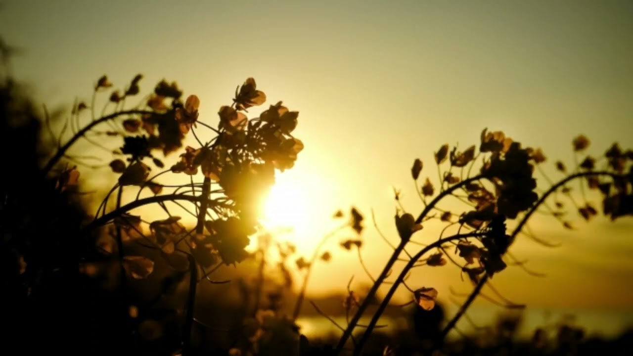 C.シューマン：音楽の夜会 Op.6－II.ノットゥルノ［クラシック・キュレーション #名曲キャンペーン］／C.Schumann：Soirees Musicales,Op.6－II.Notturno