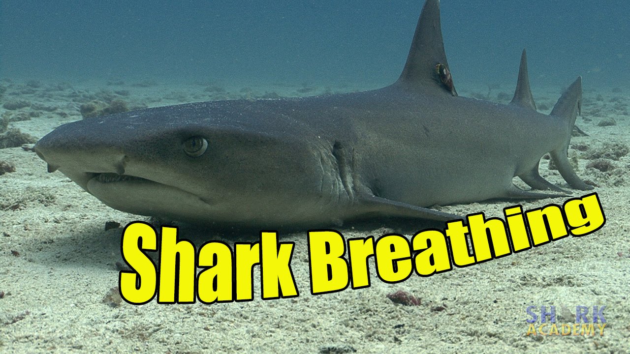 How Do Sharks Breathe? | SHARK ACADEMY