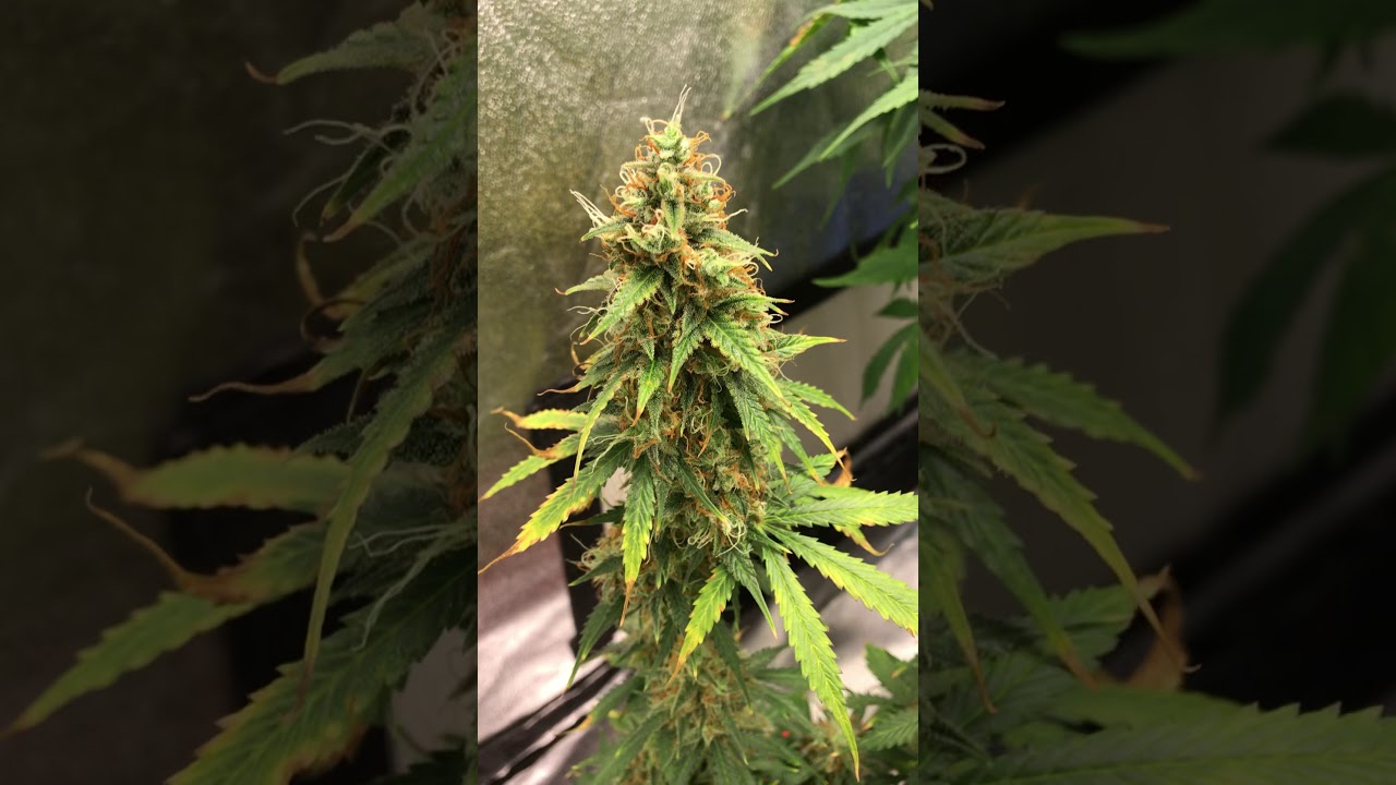 Blueberry autoflower