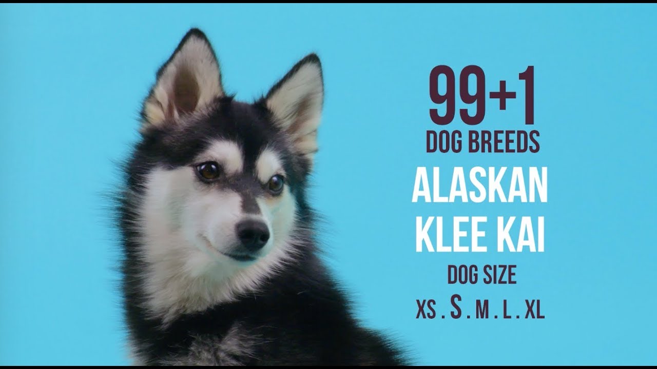 Alaskan Klee Kai / 99+1 Dog Breeds