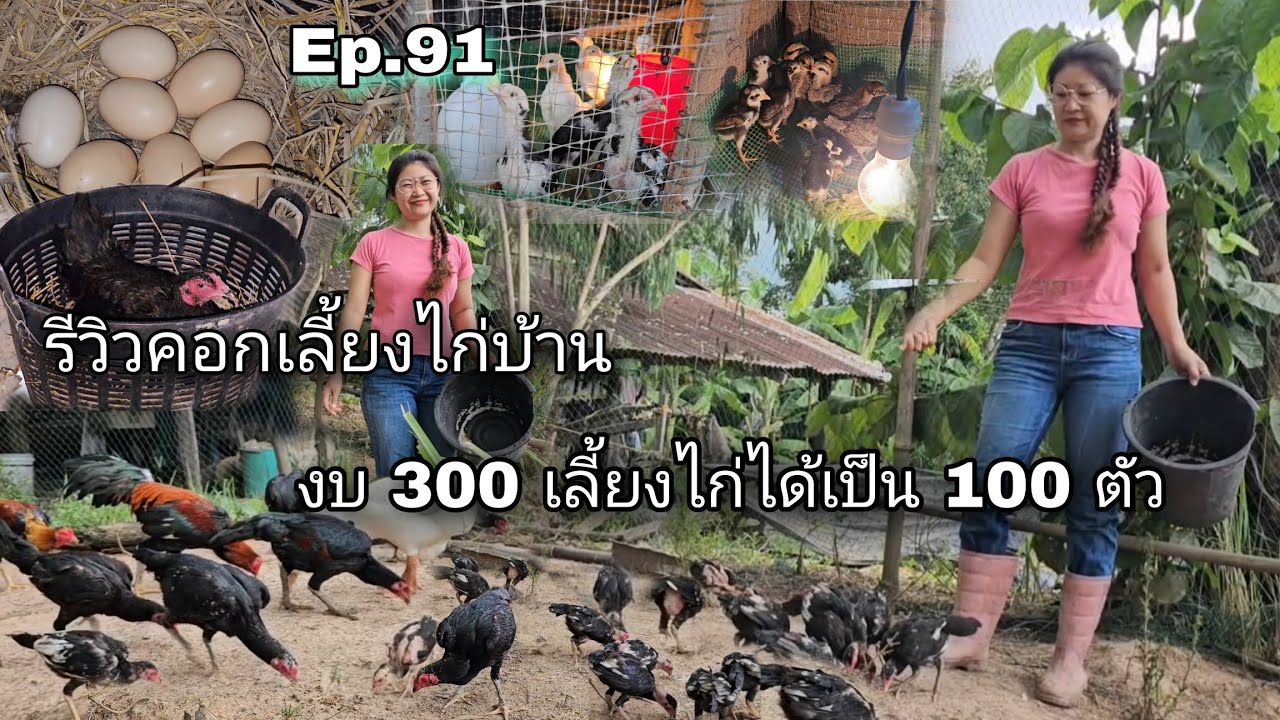 Ep.91 รีวิวคอกเลี้ยงไก่บ้าน งบ 300 เลี้ยงไก่ได้เป็น 100 ตัว | สวนเกษตรผสมผสาน 