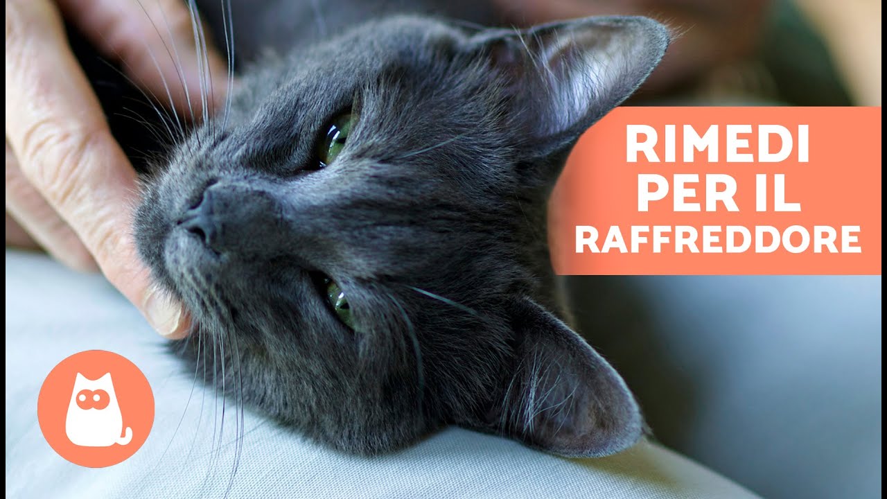 5 RIMEDI CASALINGHI contro il RAFFREDDORE nei GATTI 🐱✅ Cosa posso DARGLI?