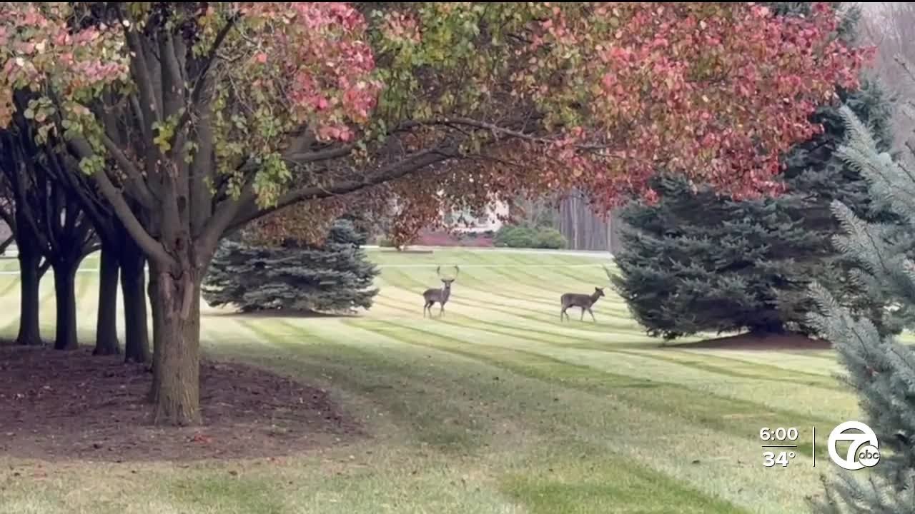 Exotic deer escape Monroe County zoo after fence was intentionally cut, owner says