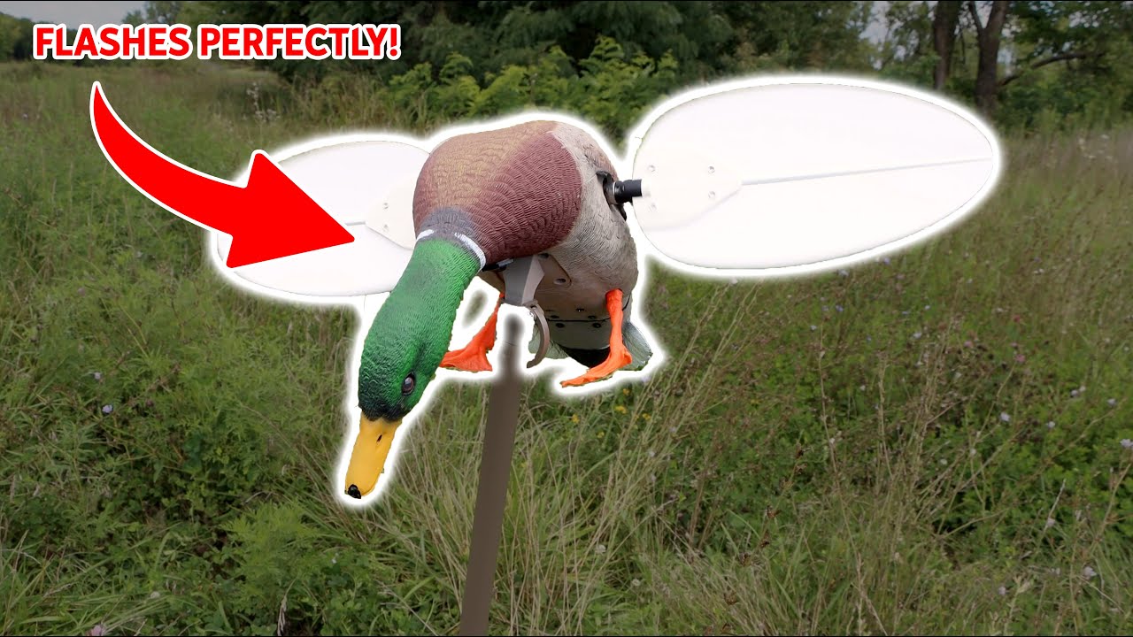 This REMOTE CONTROLLED MOJO Decoy Flashes PERFECTLY! (MOJO Motorized Mallard Drake Duck Decoy)