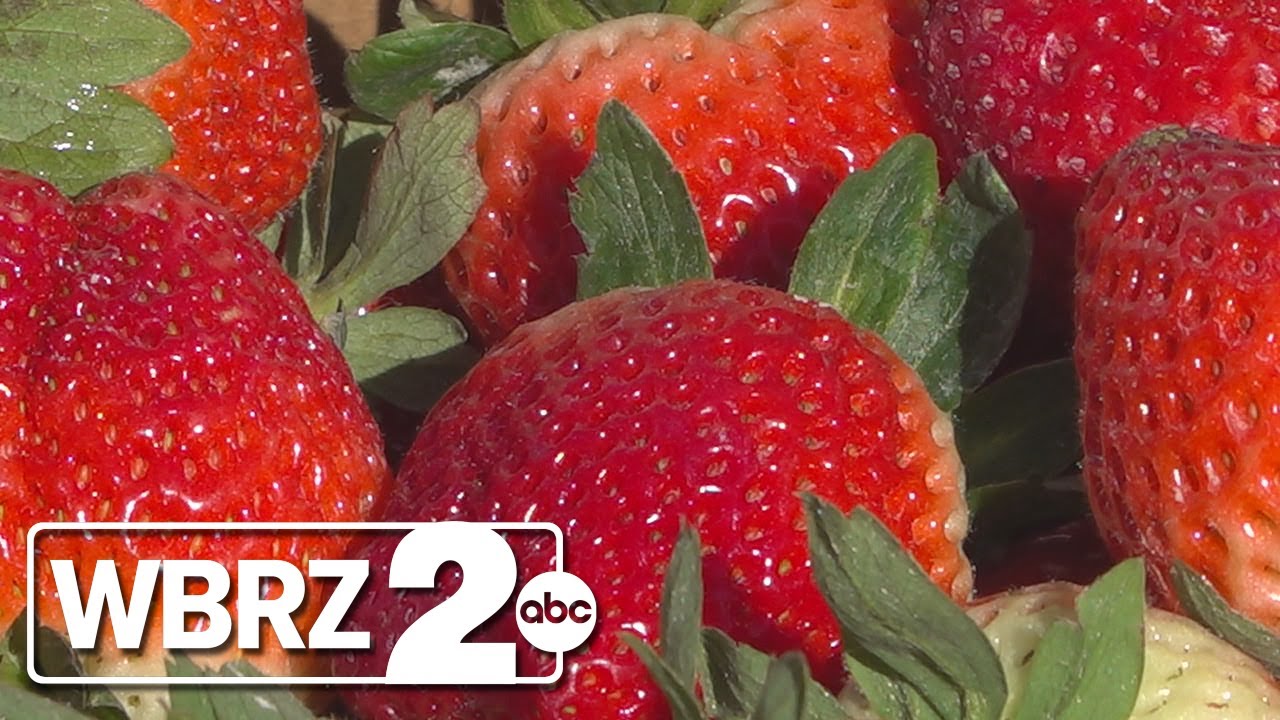 'Getting ahead for Saturday:' Farmers prepare strawberries for cold weather