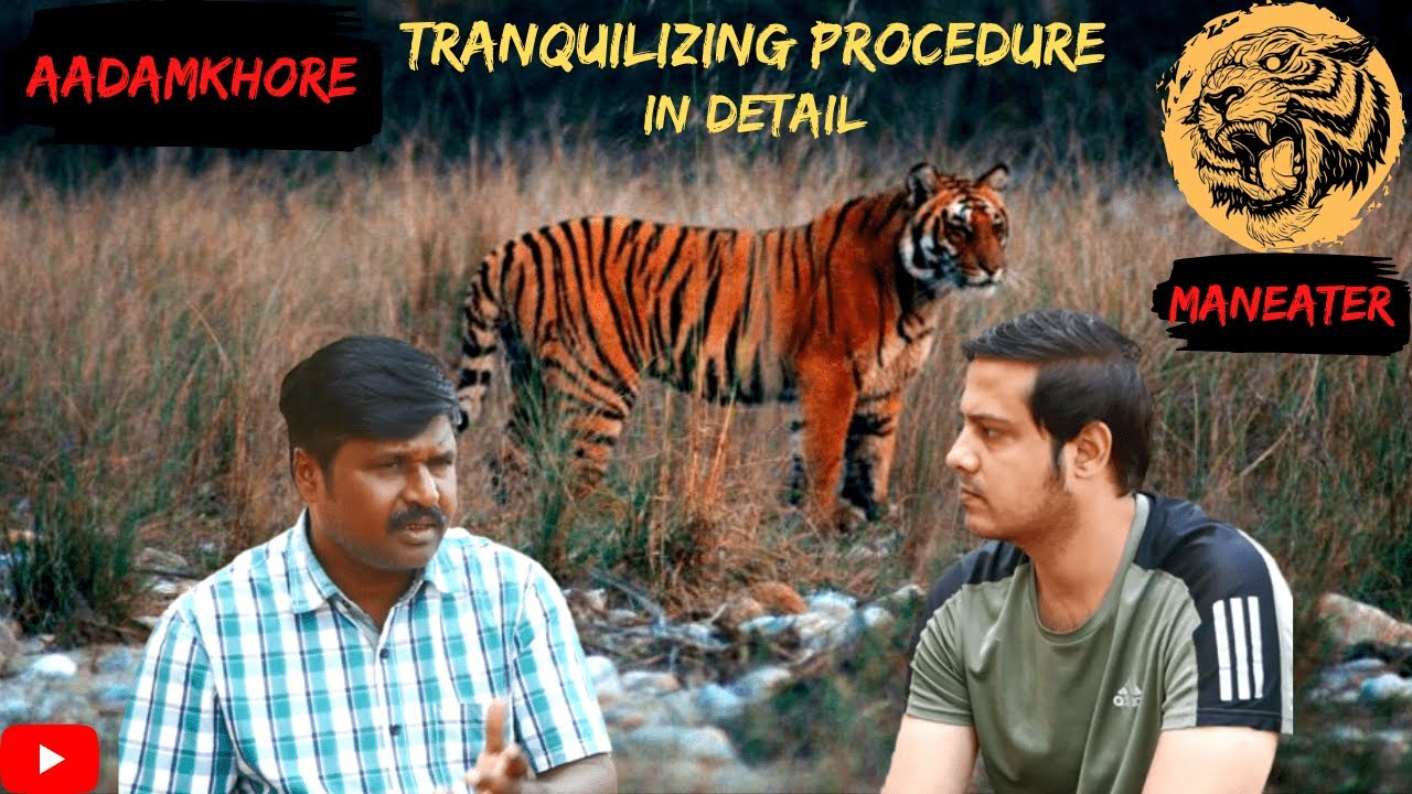 Tigers Ko Tranquilize Kaise Karte Hein? Dr. Ravikant Explains In Detail | Tadoba Andhari | #tiger
