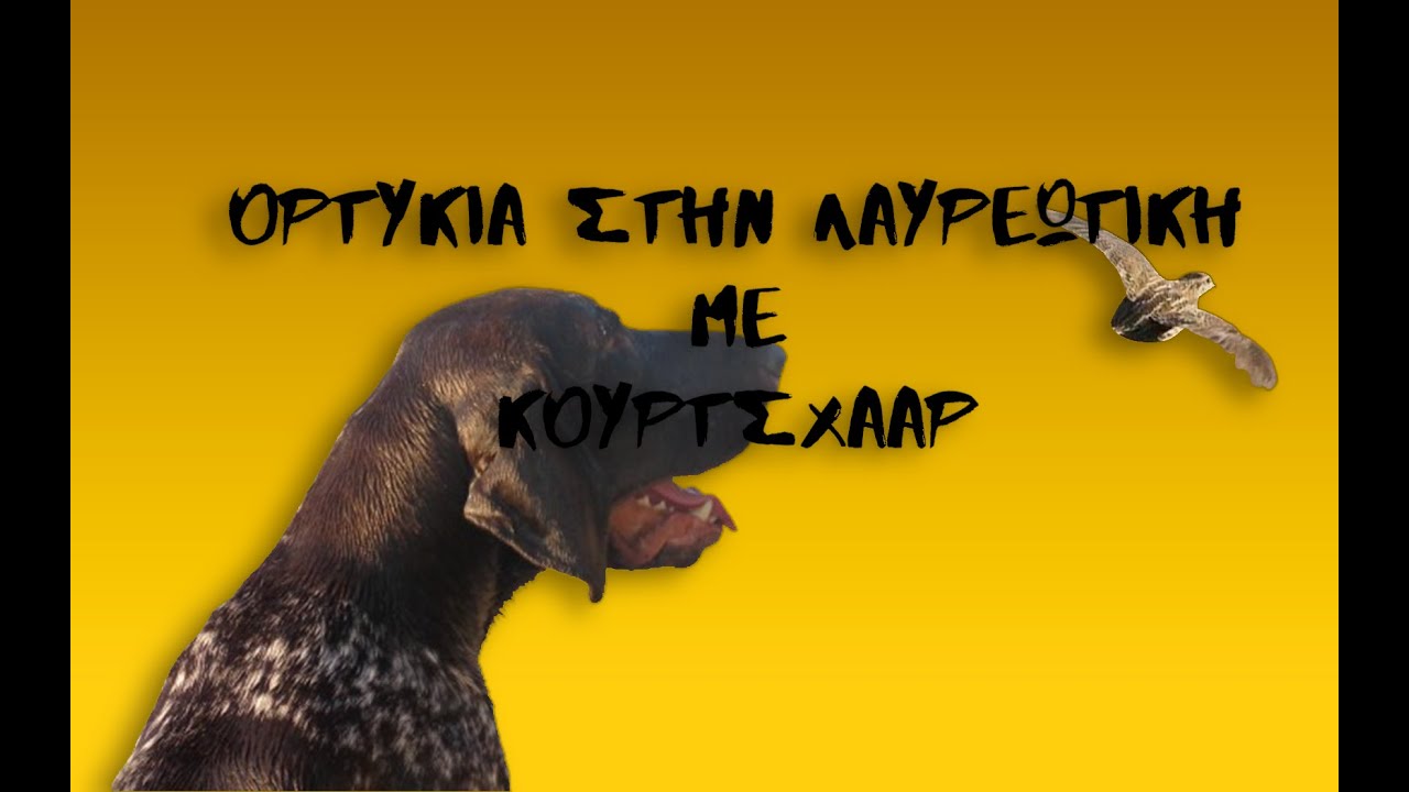 ΟΡΤΥΚΙΑ ΣΤΗΝ ΛΑΥΡΕΩΤΙΚΗ ΜΕ ΚΟΥΡΤΣΧΑΑΡ