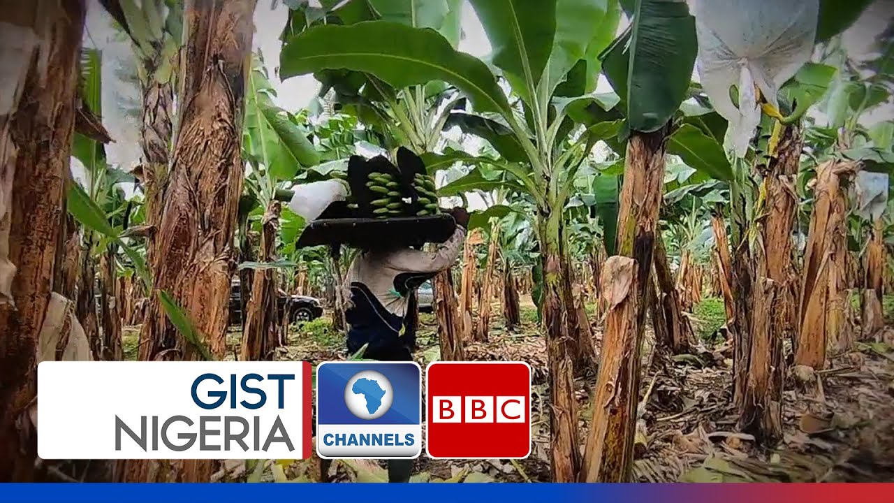 Impact Of COVID-19 On Ghana Agriculture