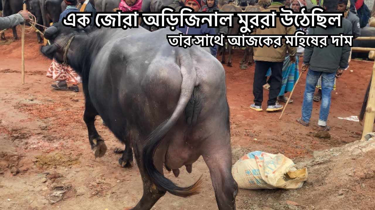 ০৪/০১/২৬ এক জোরা অড়িজিনাল মুররা মহিষ সাথে আজকের মহিষের দাম
