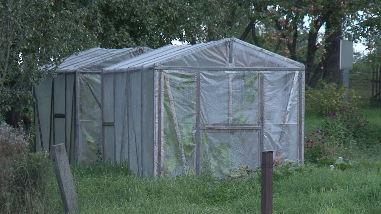 Latgalē palielinās marihuānas audzētavu skaits