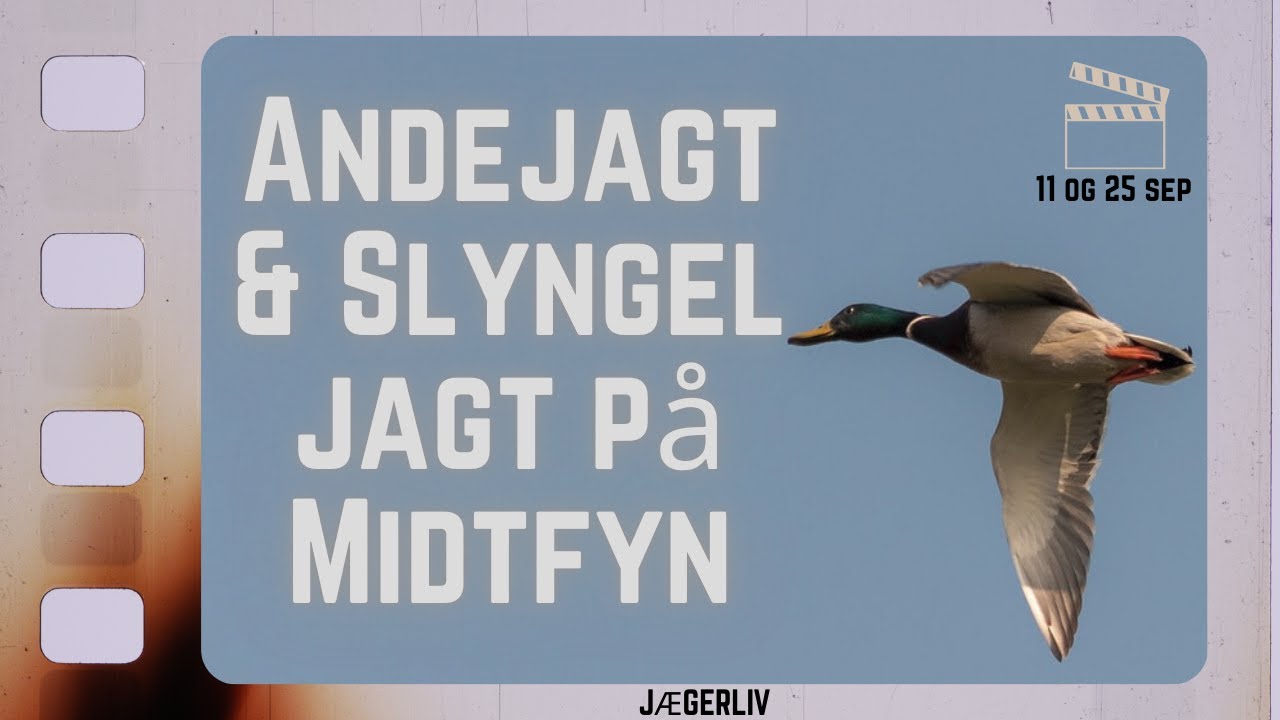 Andejagt & Slyngeljagt på Midtfyn