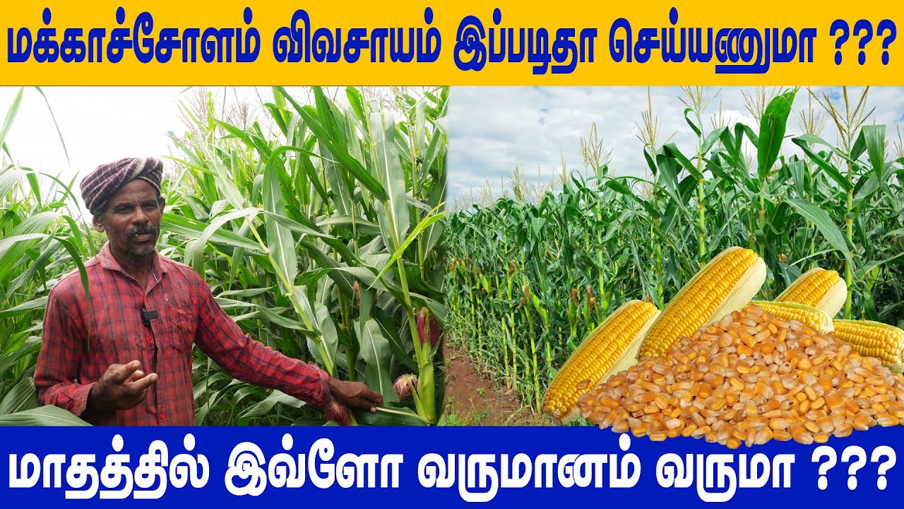 மக்காசோளம் வளர்ப்பு | maize cultivation Tamil | மக்காசோளம் சாகுபடி | makka solam@vivasaya_nanbargal