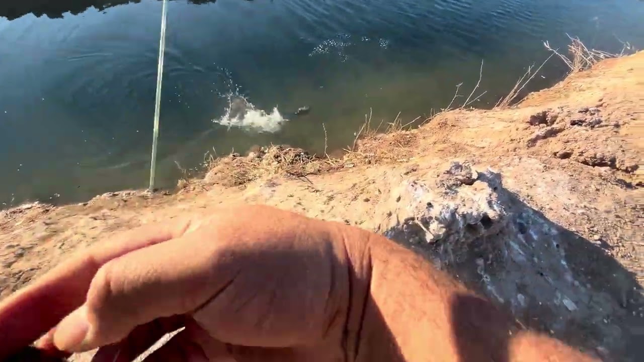Imperial Valley Fishing for Bait🎣🐟. 