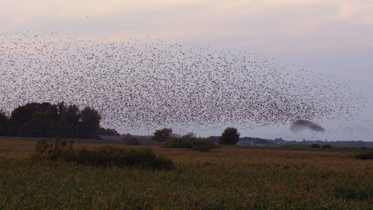 Sort sol over Tøndermarsken