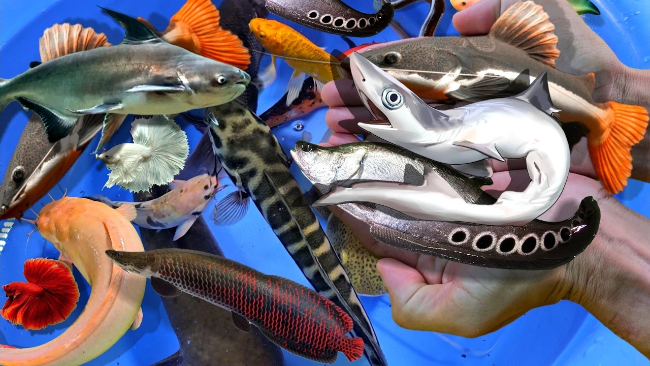 Bắt cá cảnh lớn nước ngọt, cá tai tượng, cá trê, cá koi, cá trân châu, nemo