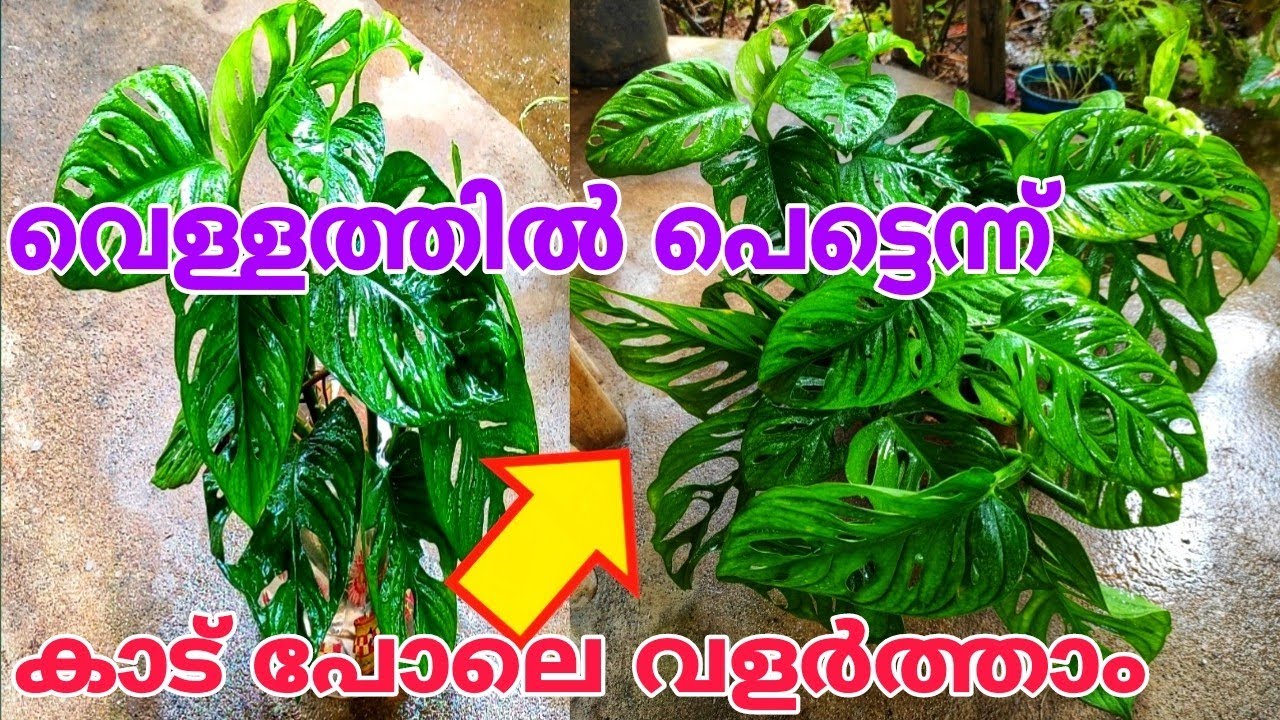 പഴയ കുപ്പി ഇങ്ങനെ ചെയ്താൽ  കാടായി വളരും Monsters adansonii plant growing tips