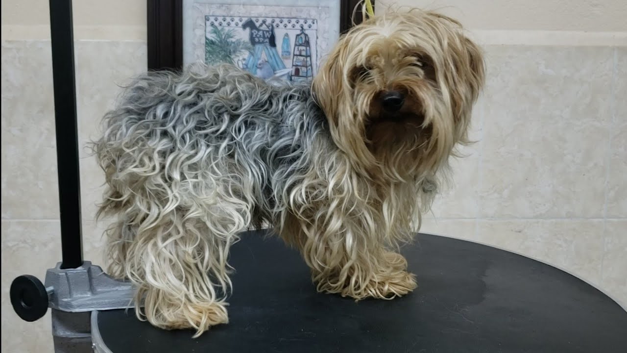 ¿Quieres saber como quitarle los nudos a tu perro? 🐕 Yorkshire Terrier
