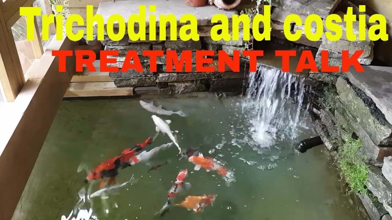 Trichodina and costia treatment for koi.