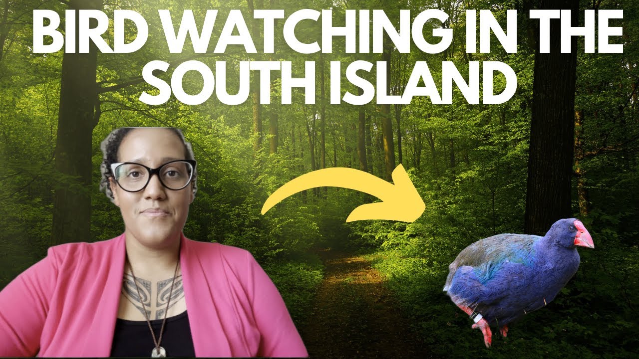 My Top 6 Birdwatching Spots South Island