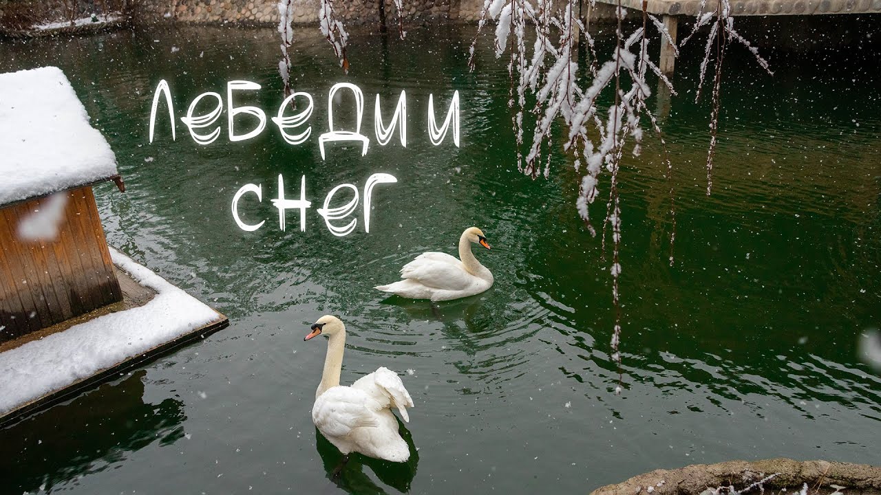 Лебеди и снег. Музыка Сен-Санса. 