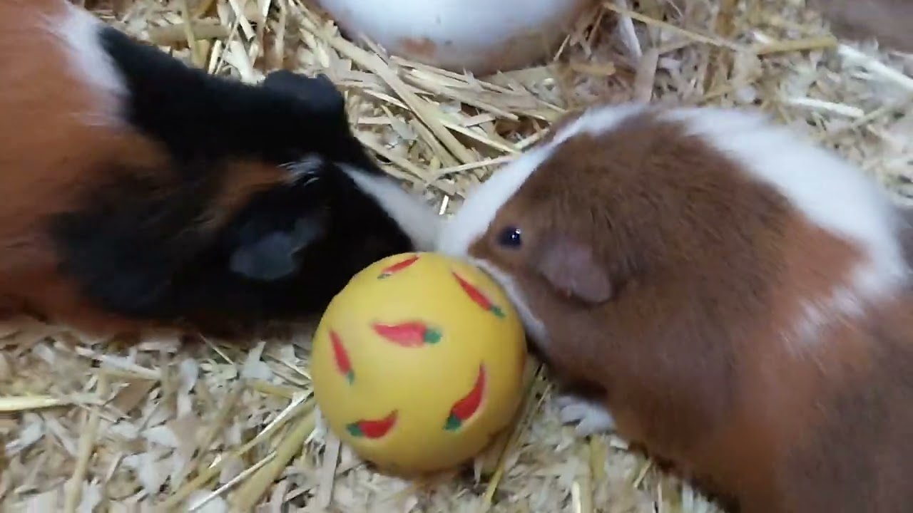 Meerschweinchen spielen Fußball!