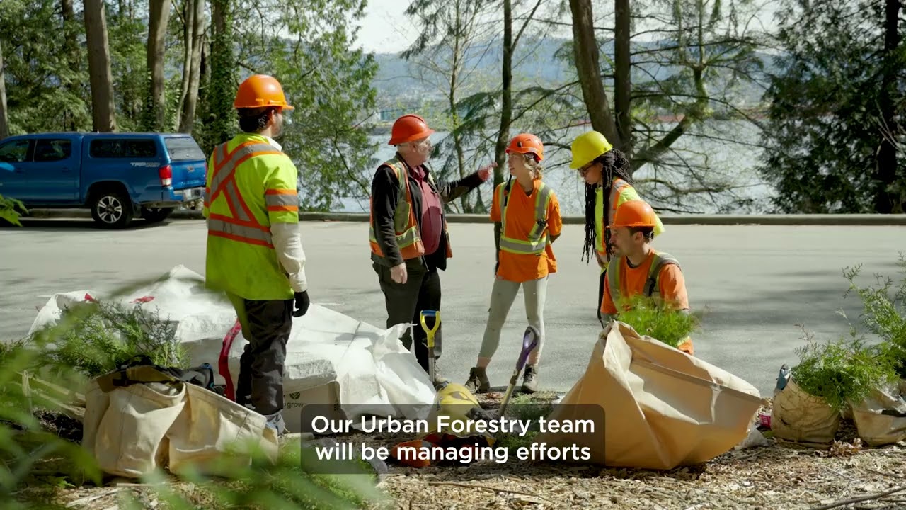 A stronger Stanley Park - replanting plan update