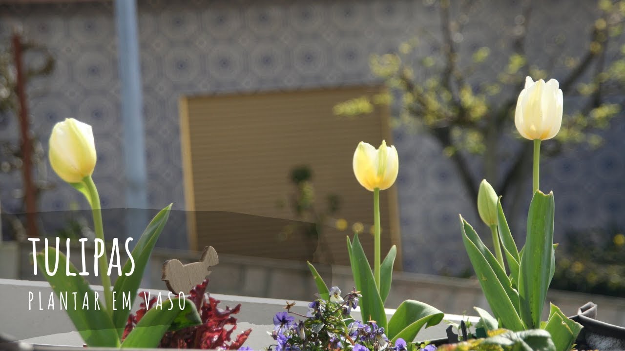 Como plantar tulipas em vaso