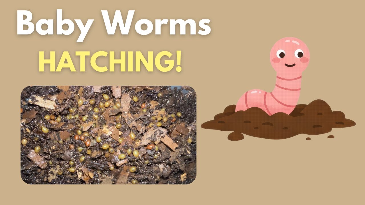 Worm Cocoon Nursery | Adding Red Wiggler Cocoons To Nursery