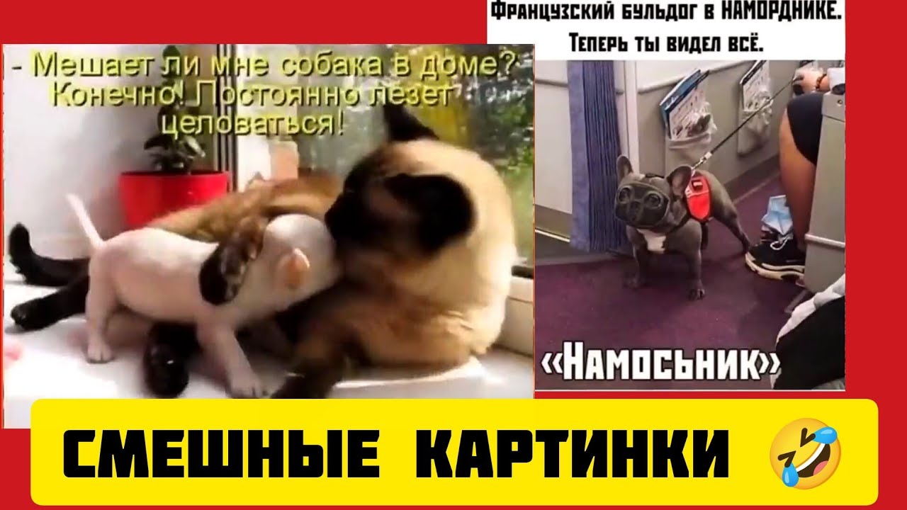 Мешает ли мне собака 🐶в доме? Конечно! Постоянно лезет целоваться!🤣