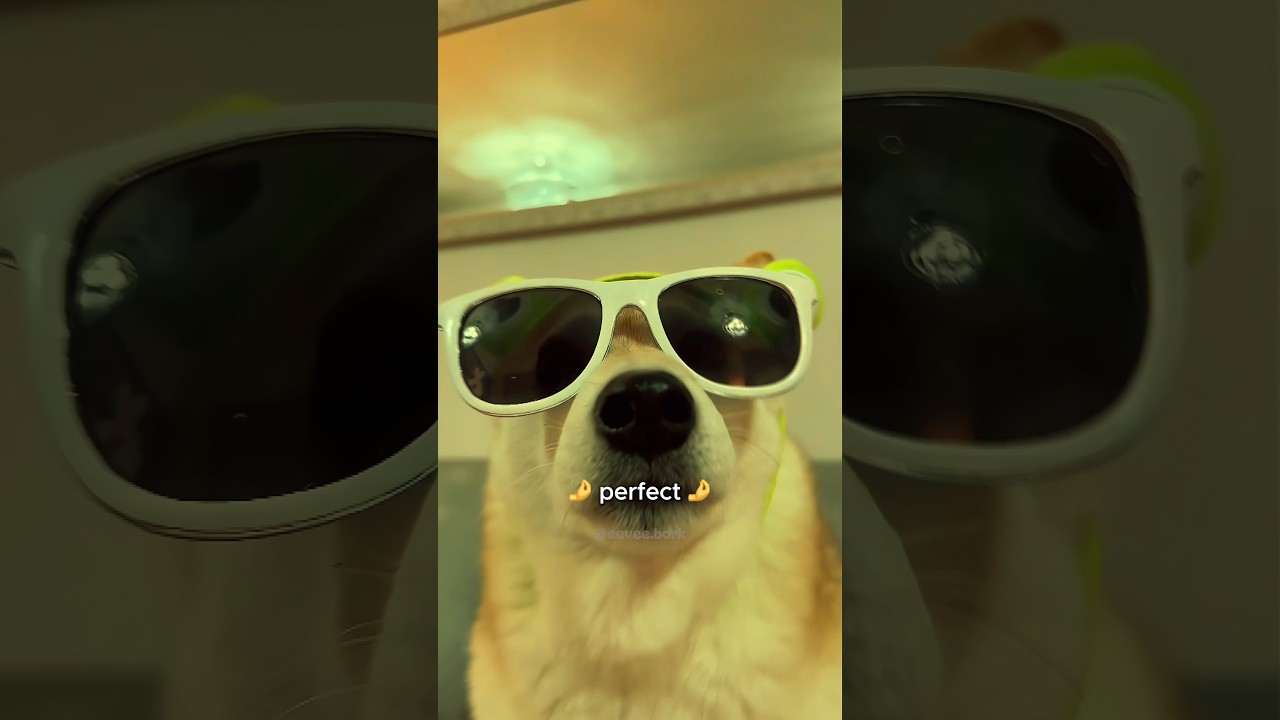 Oompa Loompa Doge (2023) #memes #cutenessoverload