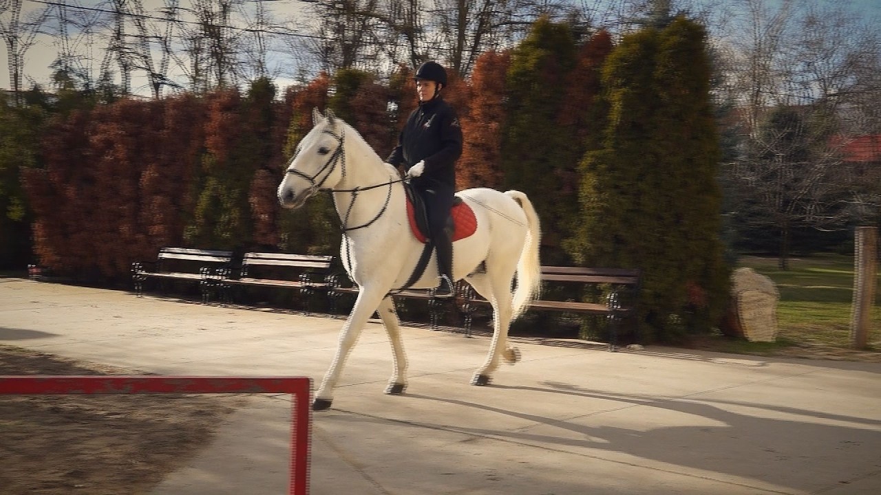 Kárpát-medence - Bunford Ménesbirtok Szabadkán 2026.03.01.