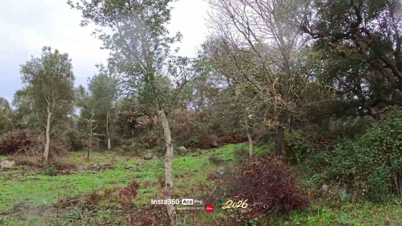 Caccia al cinghiale col cane da ferma,ci sono anche le padelle💪