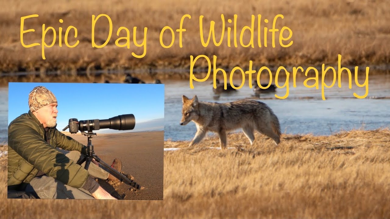 Epic Day of Wildlife Photography!!   #wildlife
