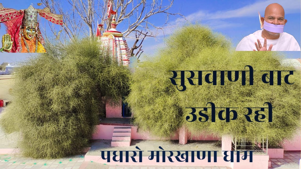 भावभरा आमंत्रण🙏🙏मोरखाणा की पुन्य धरा पर युगप्रधान महाश्रमण जी का पदार्पण |स्वर-सुनीता बांठिया सुराणा