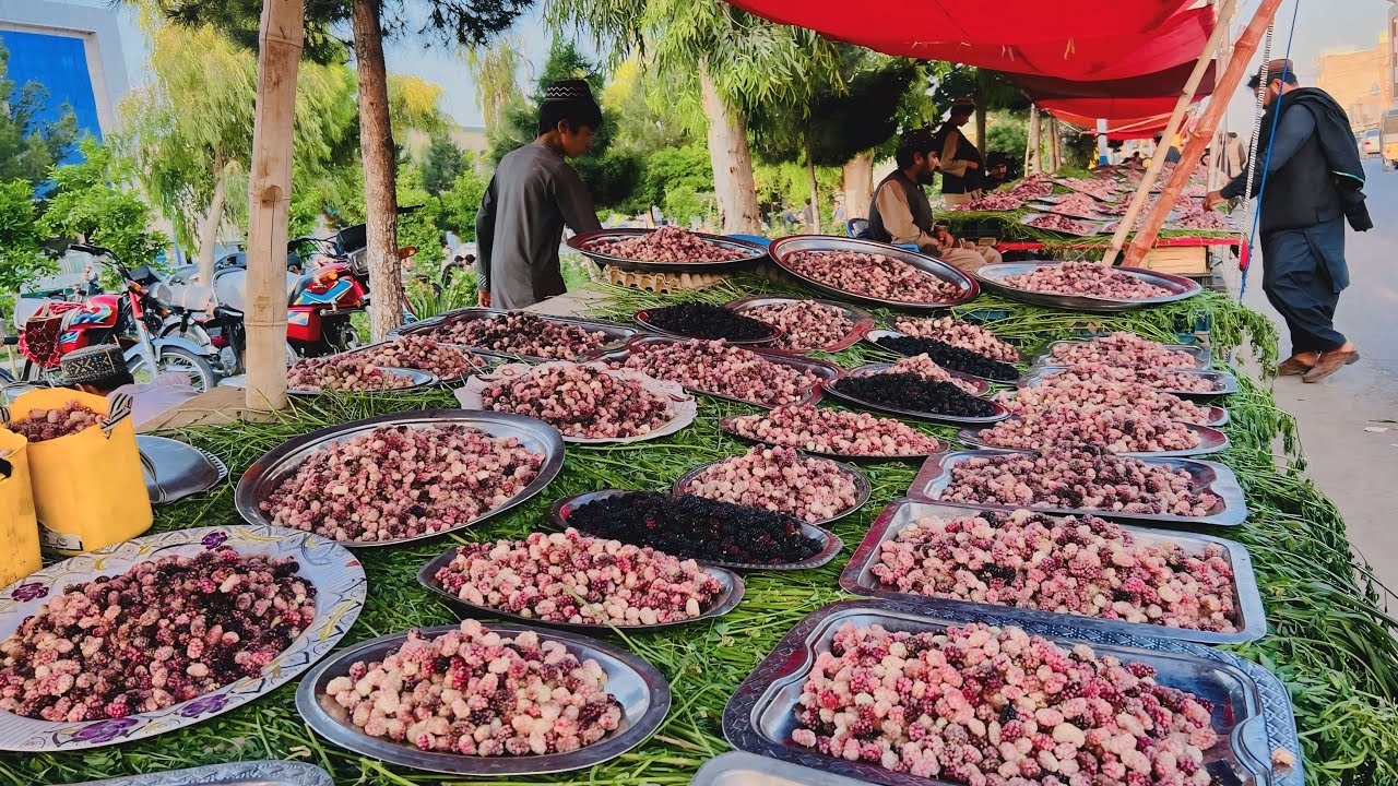 Mulberries Season in Kandahar Afghanistan - په کندهار کی دتوتو میله 😍