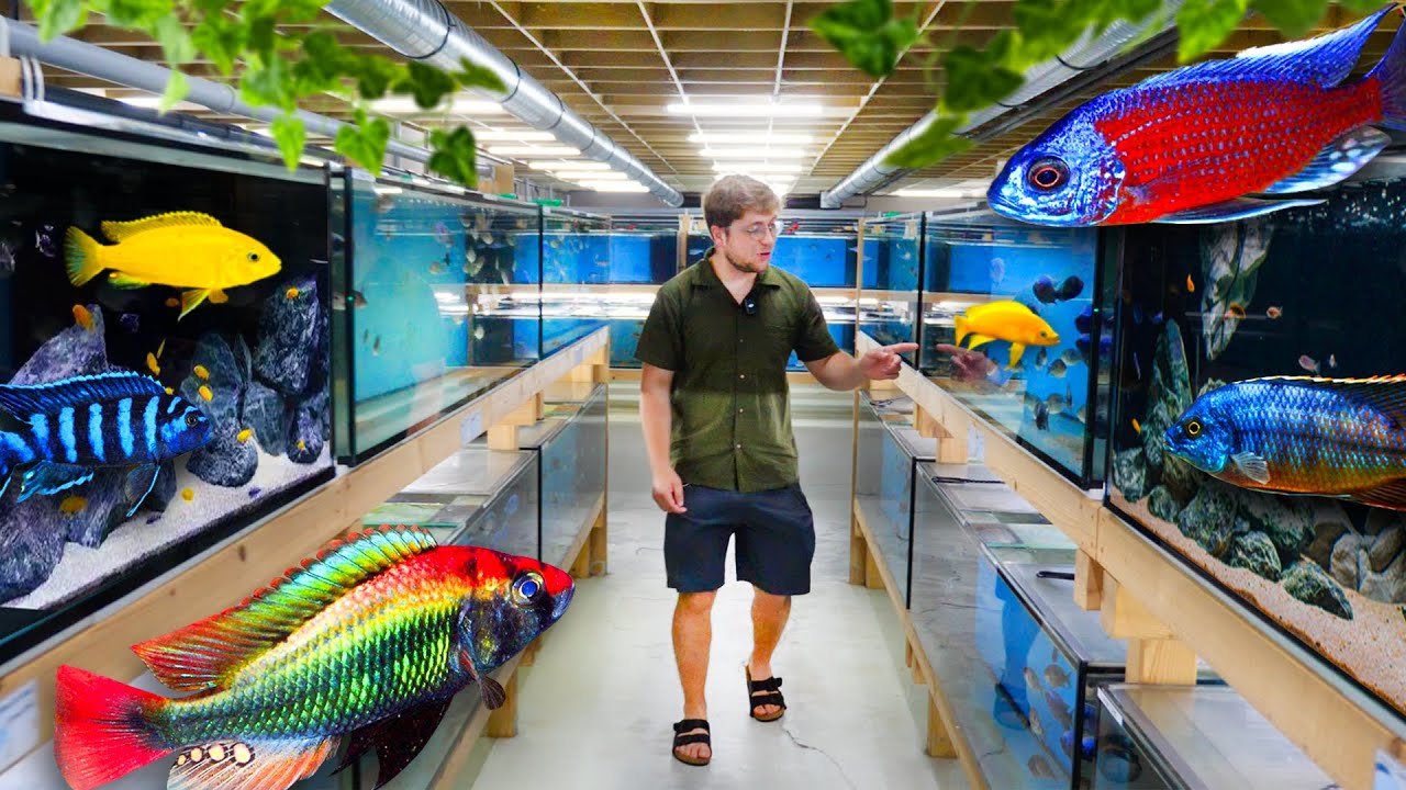 On est allé voir la plus grande ferme de cichlidé (poissons) d’Europe !